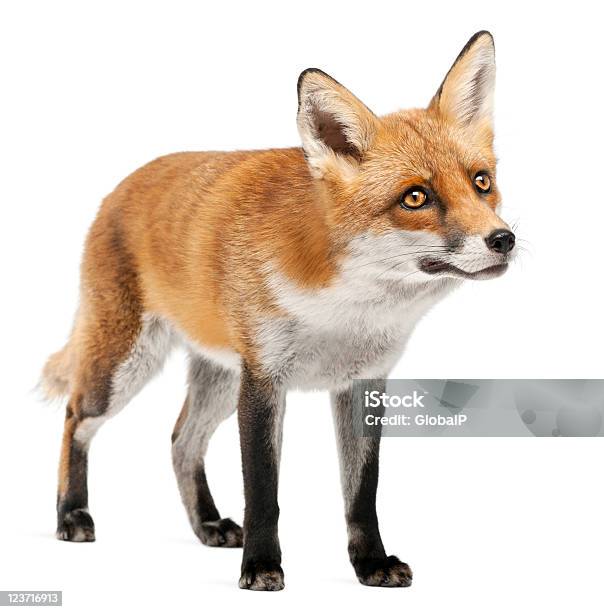 Red Fox Four Years Old Looking Up White Background Stock Photo - Download Image Now