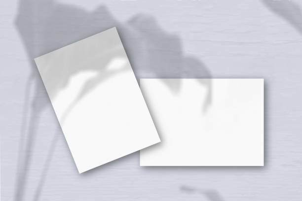 istock 2 sheets of white textured paper against a grey wall. Mockup overlay with the plant shadows. Natural light casts shadows from an exotic plant. Flat lay, top view. Horizontal orientation 1237187778