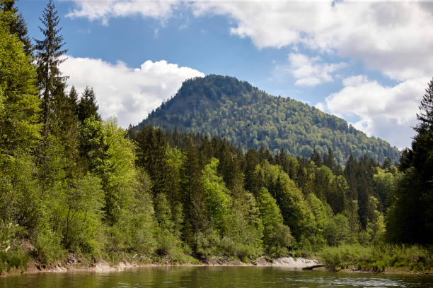 The river in spring in front of the forest mountains stock photo