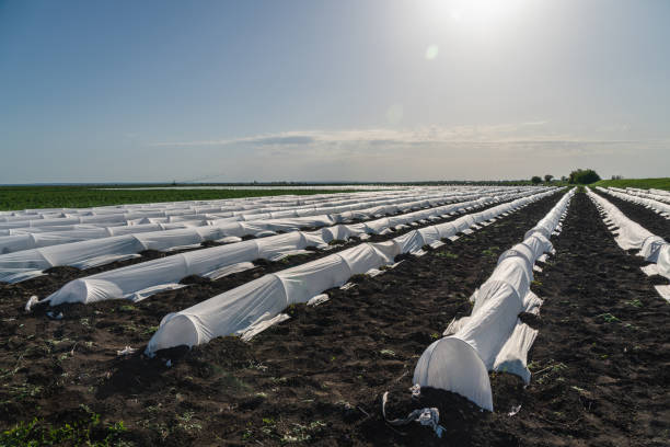 istock Agricultural field of potato 1237214327