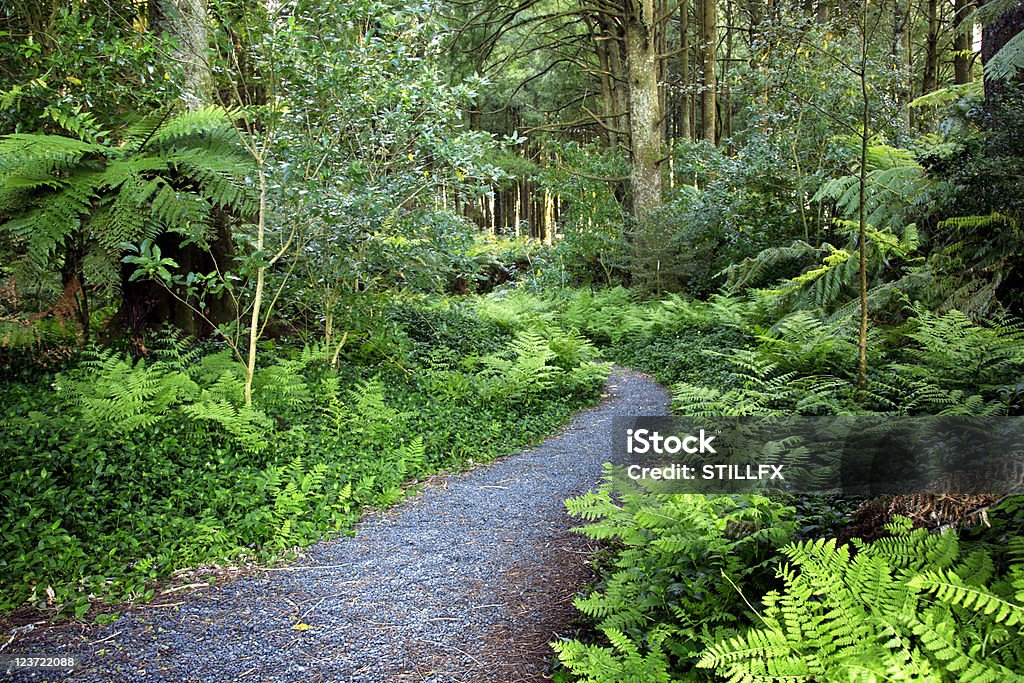 Floresta - Foto de stock de Arbusto royalty-free
