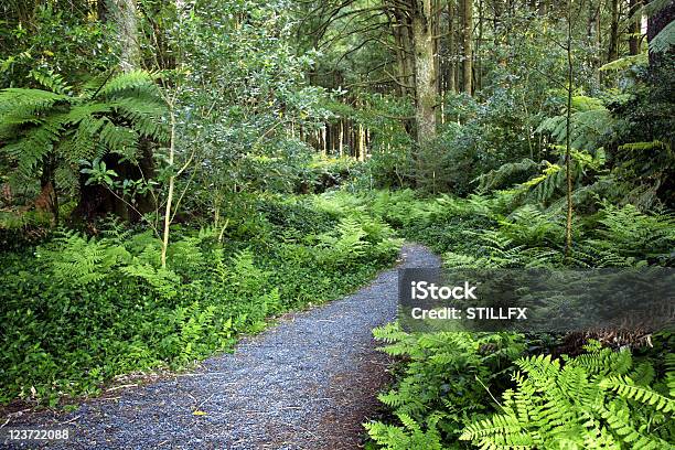 Foto de Floresta e mais fotos de stock de Arbusto - Arbusto, Bosque - Floresta, Cena Não-urbana