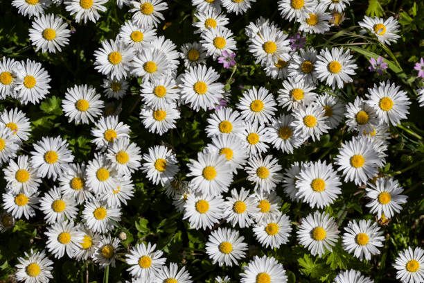 istock Bellis Perennis - Daisies Background 1237222141