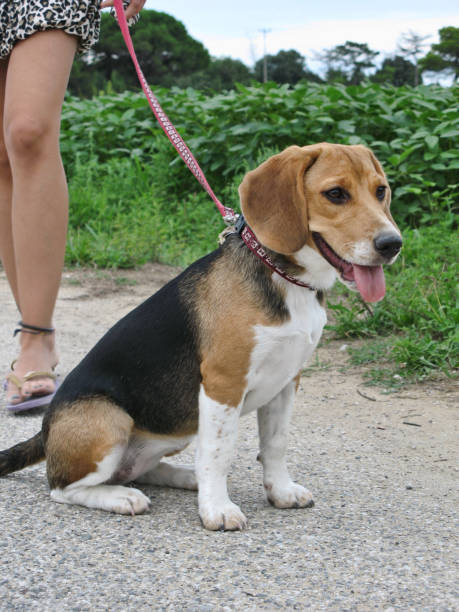 istock Young, Beautiful, Brown And White Beagle Dog Puppy 1237226831