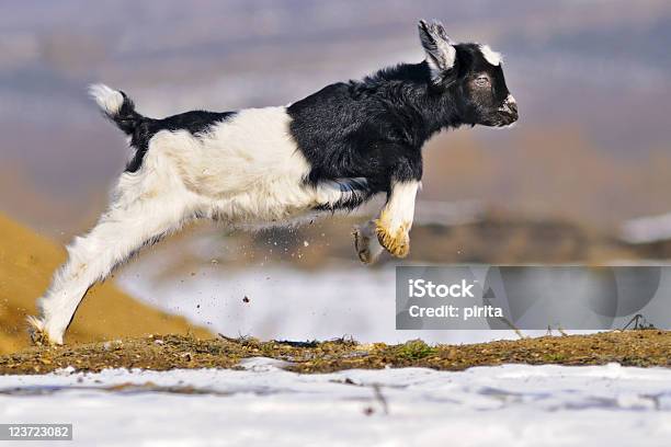 Photo libre de droit de Jeune Goatling Jouant En Plein Air banque d'images et plus d'images libres de droit de Sauter - Sauter, Chevreau, Veau - Jeune animal