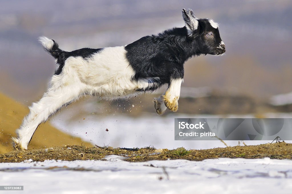 Giovane goatling che giocano all'aperto - Foto stock royalty-free di Saltare