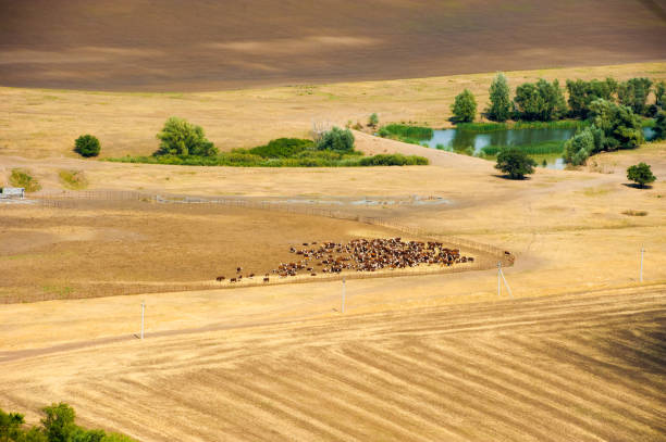 fields and meadows. aerial view. landscape. - 11262 imagens e fotografias de stock