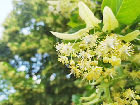 Linden flower on a lime tree (Tilia genus) in spring.