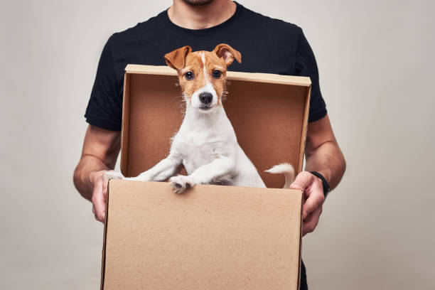 istock Dog in delivery cardboard box. Pet as a gift 1237261950