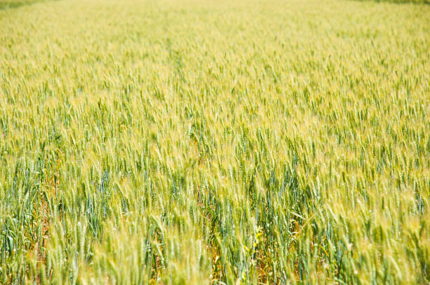 созревающая пшеничная поле - 11316 стоковые фото и изображения