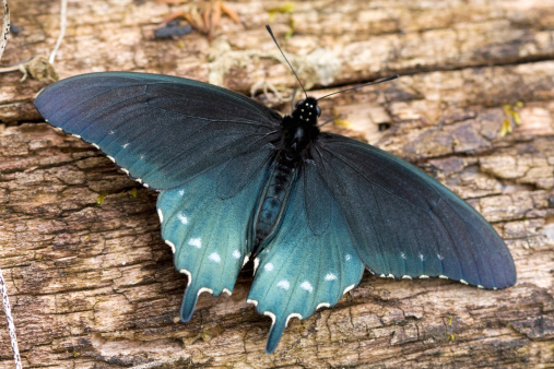 The Atala butterfly, Eumaeus atala, is a small colorful butterfly in the family Lycaenidae. It is found in southeastern Florida.