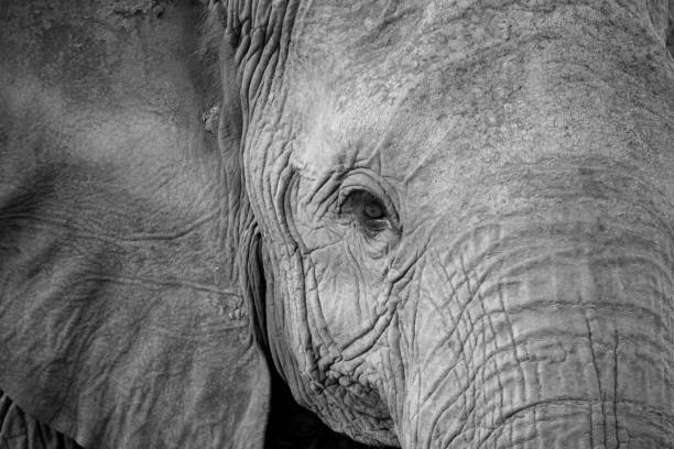 istock The face of a big red elephant 1237277535