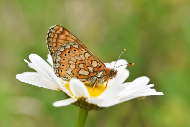 istock Marsh fritillary butterfly Euphydryas aurinia 1237278055