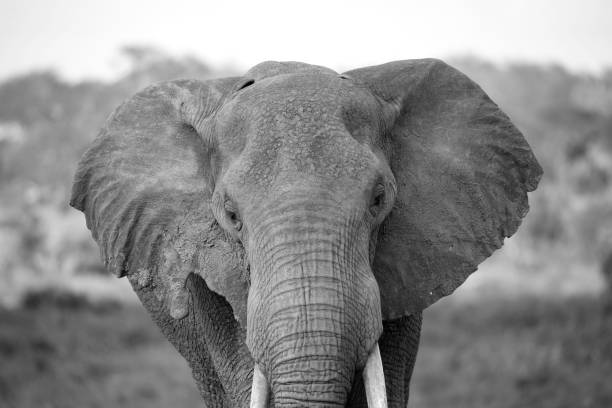 istock The face of a red elephant taken up close 1237280689