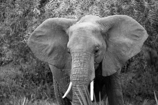 istock Elephants walk in the savannah between the plants 1237281995