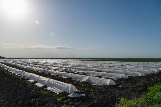istock Agricultural field of potato 1237282247