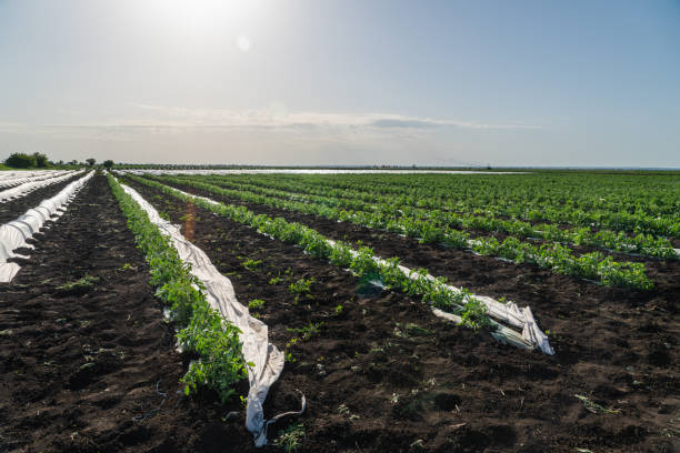 istock Agricultural field of potato 1237282253