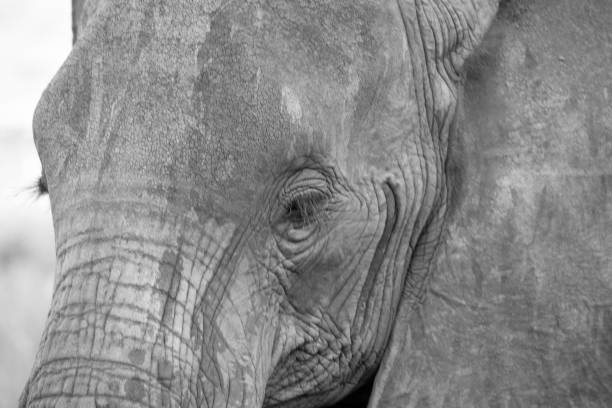 istock The face of a red elephant taken up close 1237283296