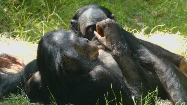 Close up of Bonobos