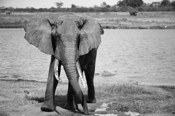 istock A big red elephant after bathing near a water hole 1237286412