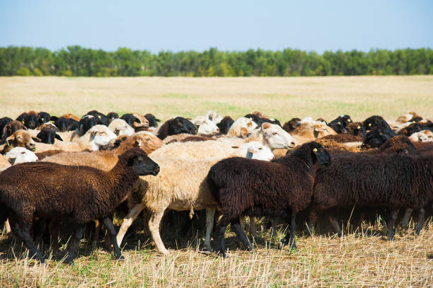 istock Flock of sheep on the meadow 1237286419