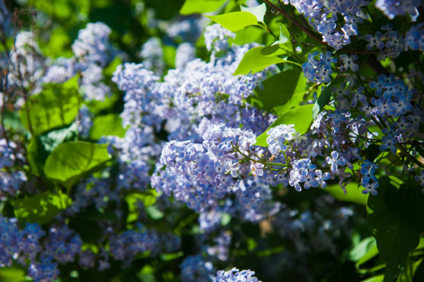 istock Spring branch of blossoming lilac 1237287442
