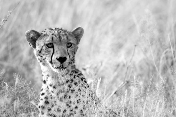 istock A portrait of a cheetah in the grass landscape 1237289020