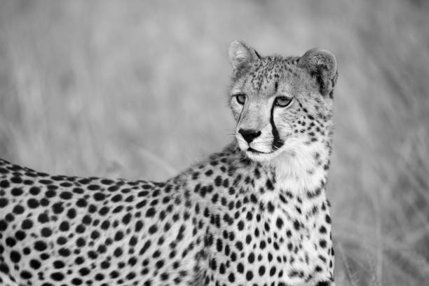 istock A portrait of a cheetah in the grass landscape 1237289541