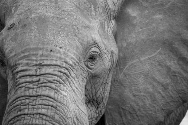 istock The face of a big red elephant 1237289542