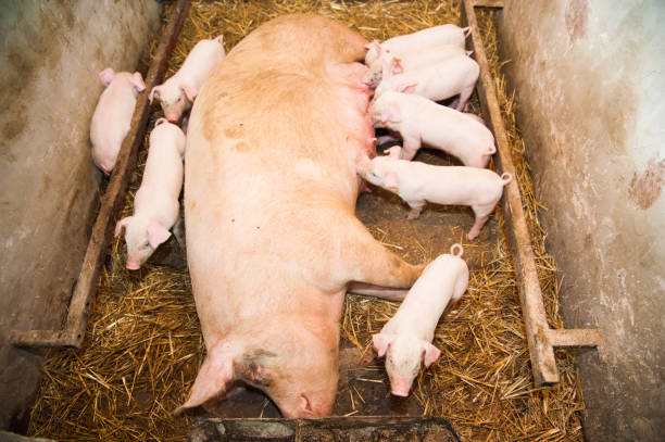 istock Little pigs breastfeeding in a pig farm 1237291468