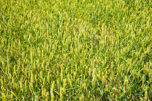 ripening wheat field - 11315 imagens e fotografias de stock