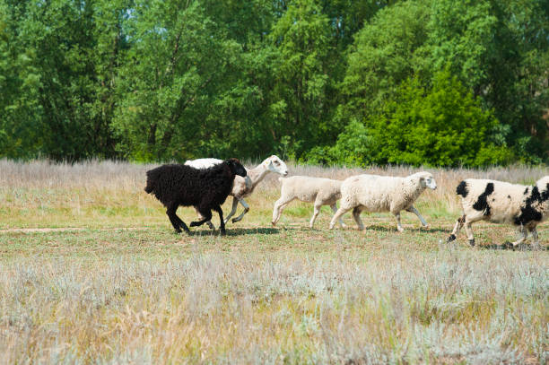 flock of sheep on the meadow - 11321 imagens e fotografias de stock