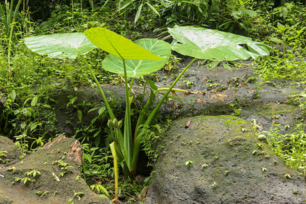 istock Colocasia Gigantea grows among boulders overgrown with moss. Den 1237301286