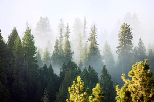 Forest in the mist, Mt. Rainier National Park, Washington State, USA.