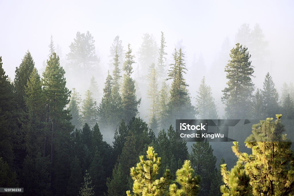 Forest Forest in the mist, Mt. Rainier National Park, Washington State, USA. Pacific Northwest Stock Photo