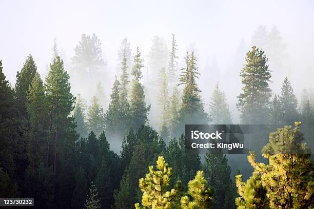 Forest Stock Photo - Download Image Now - Pacific Northwest, Forest, Washington State