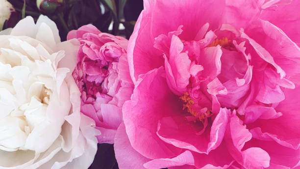 istock Beautiful peony roses flower bunch 1237302873