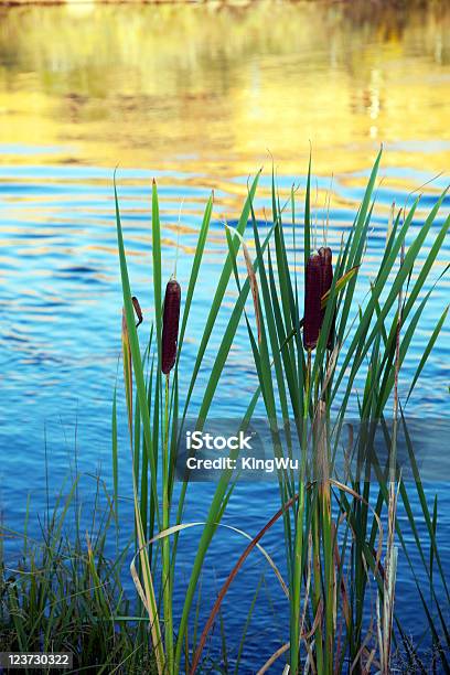 Foto de Lake Shore Plantas e mais fotos de stock de Pântano - Pântano, Caule, Cena de tranquilidade