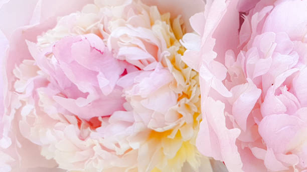 istock Beautiful peony roses flower bunch 1237303909