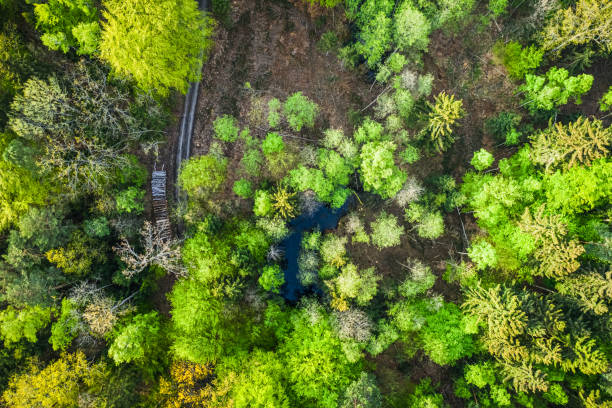 istock Top down view of green trees inPoland 1237304034