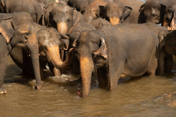 istock Pinnawala Elephant Orphanage is an orphanage, nursery and captive breeding ground for wild Asian elephants located at Pinnawala village,Kegalle town in Sabaragamuwa Province of Sri Lanka 1237305003