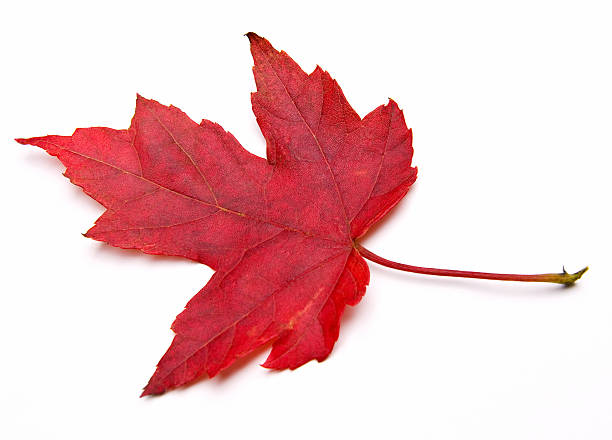 レッドのカエデの葉 - sugar maple ストックフォトと画像