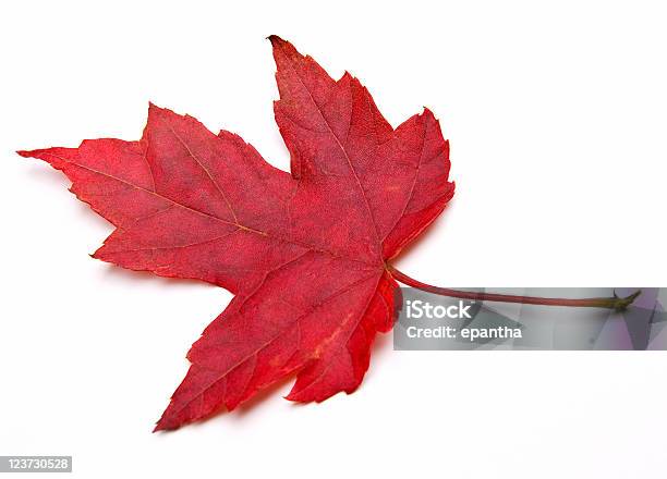 Czerwony Liść Klonu - zdjęcia stockowe i więcej obrazów Liść - Liść, Klon cukrowy, Jesienne liście