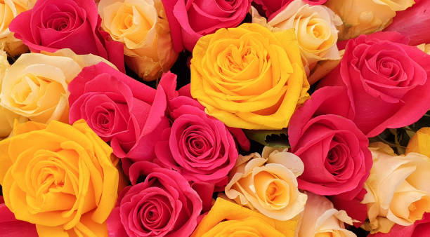 istock Bunch of multicolor roses flowers 1237306103