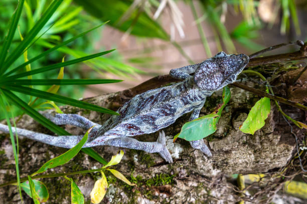 istock A chameleon moves along a branch in a rainforest in Madagascar 1237307286