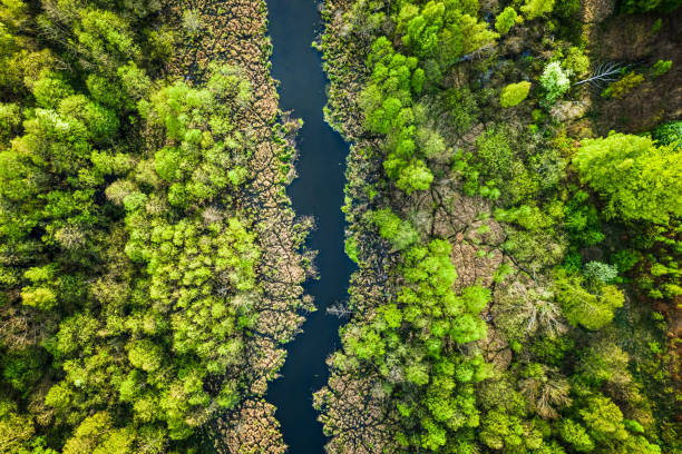 vista superior del río y el bosque verde, polonia - spring forest scenics wetland fotografías e imágenes de stock