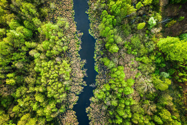 강과 녹색 숲, 폴란드의 최고 전망 - spring forest scenics wetland 뉴스 사진 이미지