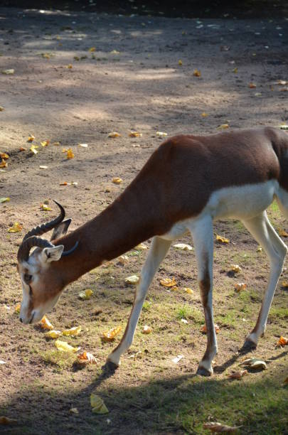istock Dama gazelle (Nanger dama) in the Frankfurt zoo 1237309355