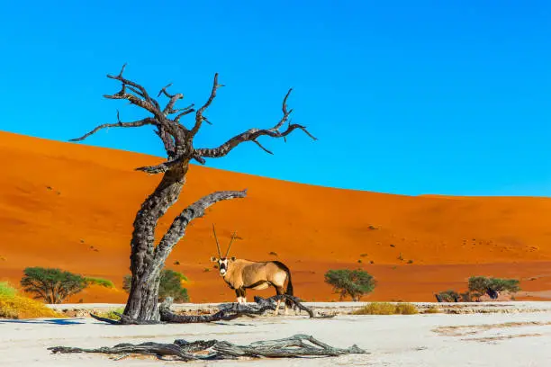 Grand trip to Namibia, Namib Naukluft desert. Majestic orange dunes, dry lake Sussussflay. The black-white face Antelope Oryx. The concept of exotic, extreme and photo tourism