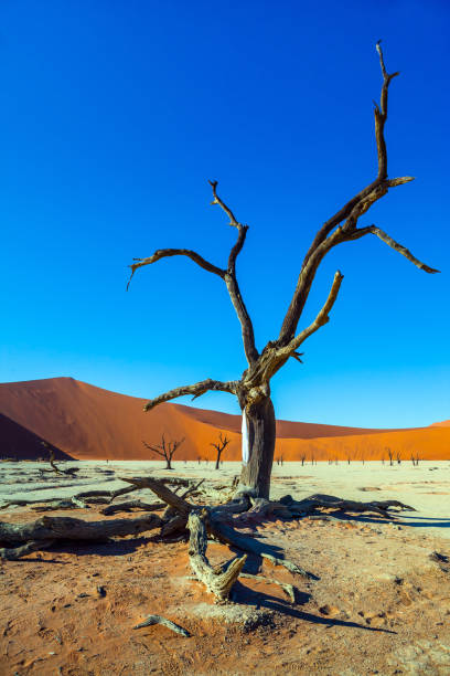 istock The bottom of dry dead lake 1237309390